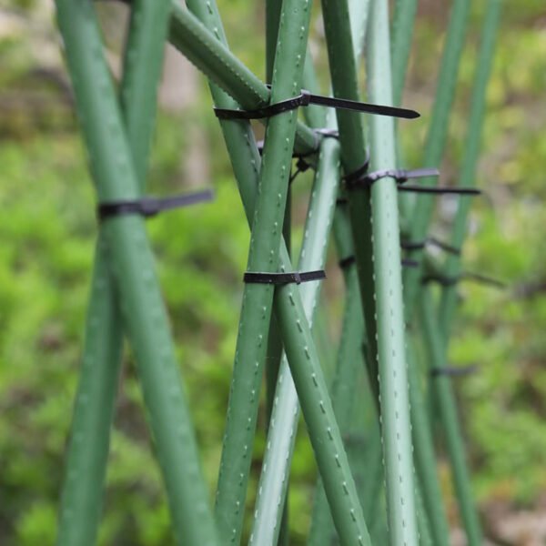 Climbing rattan trellis - 图片 4